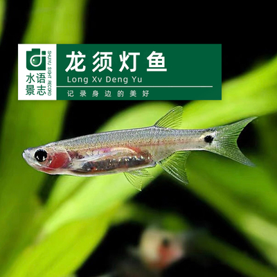 龙须灯鱼除油膜工具鱼草缸清洁工