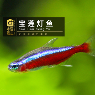 进口巴西宝莲灯印尼黄金宝莲绿莲红绿灯鱼热带小型群养群游活体鱼