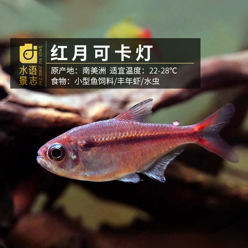 南美进口红月可卡白金高端灯鱼