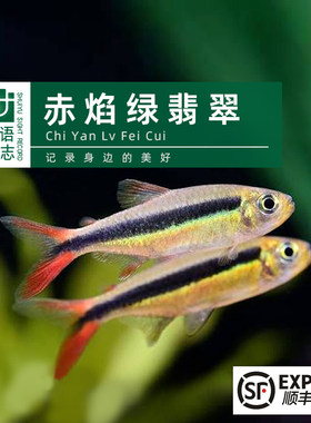 赤焰绿翡翠火翅企鹅灯南美顺丰