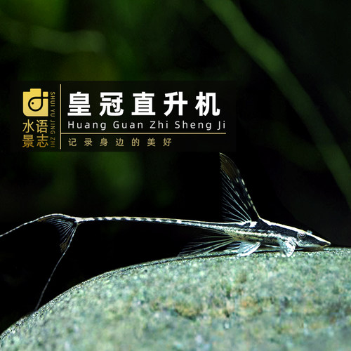 皇冠直升机红蜻蜓南美异型鱼