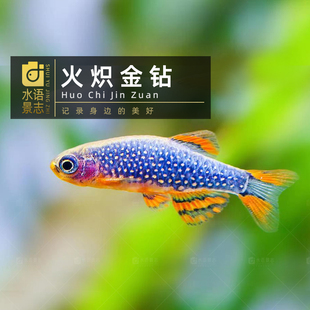 火炽金钻灯银河斑马活体红翅珍珠灯小型灯科鱼群游鱼草缸混养推荐