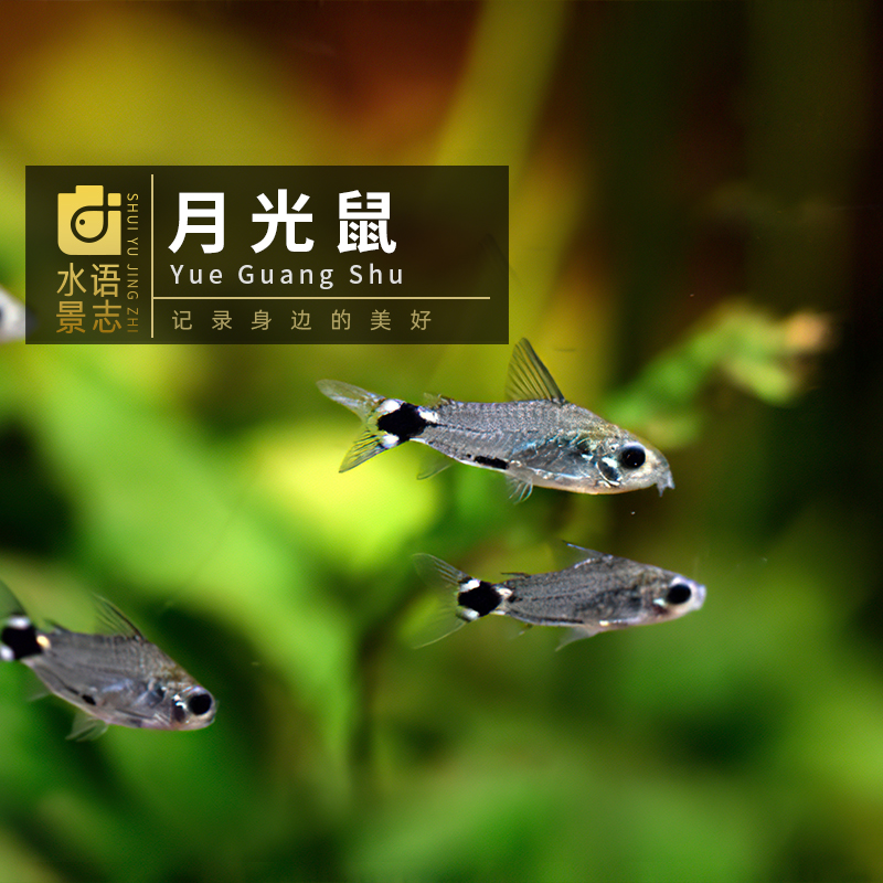 月光迷你鼠鱼中下层群游淡水混养