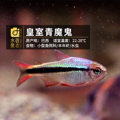 皇室青魔鬼灯鱼南美稀有超级彩虹蓝帝灯群游观赏小型热带鱼草缸