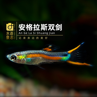 安格拉斯双剑孔雀鱼安德拉丝双剑孔雀鱼草缸混养小型鱼热带鱼群游