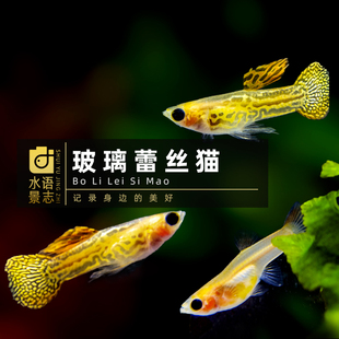 孔雀鱼全红龙鳞鸿运当头马赛克美国全红 凤尾鱼 透明小型胎生鱼