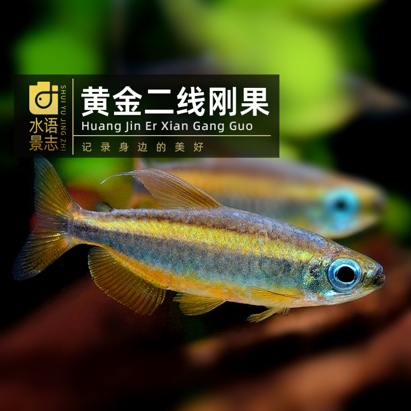 黄金二线刚果林戈二线进口珍稀