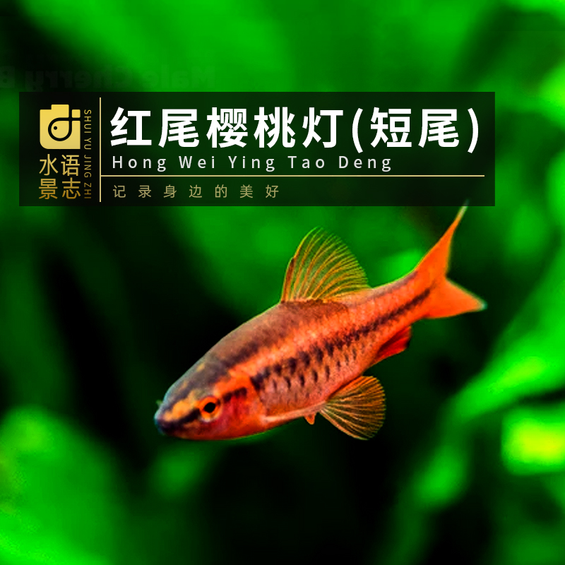 红樱桃短尾热带工具新手灯鱼
