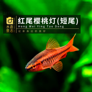 超红红樱桃灯鱼长尾短尾樱桃灯热带工具鱼草缸造景新手观赏鱼