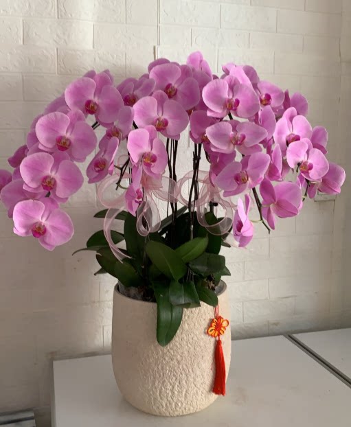 沈阳绿植盆栽浅粉色特级蝴蝶兰盆