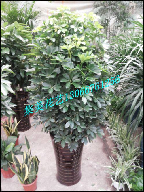 沈阳鲜花绿植盆栽同城速递摇钱树发财树开业庆典会议租摆