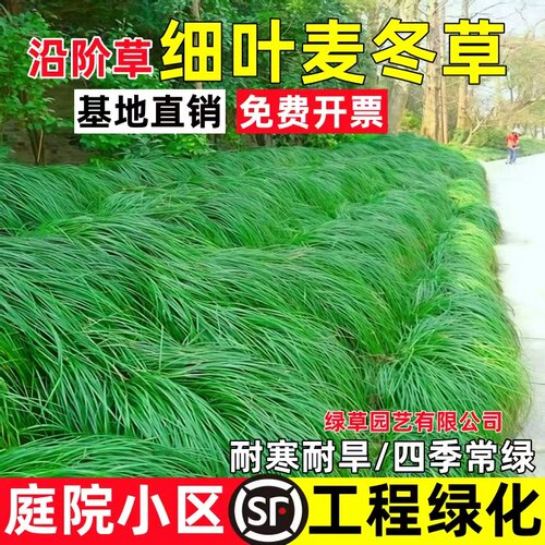 细叶麦冬草庭院小区中叶绿化植物