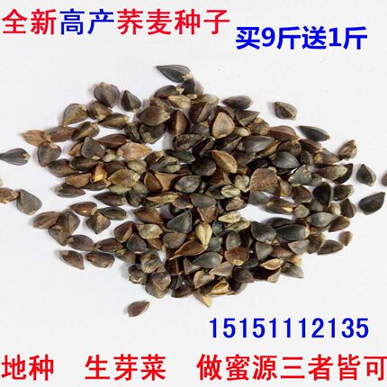 荞麦种子包邮优质甜荞麦种子 黑荞麦种子苦荞种子四季种植芽菜苗
