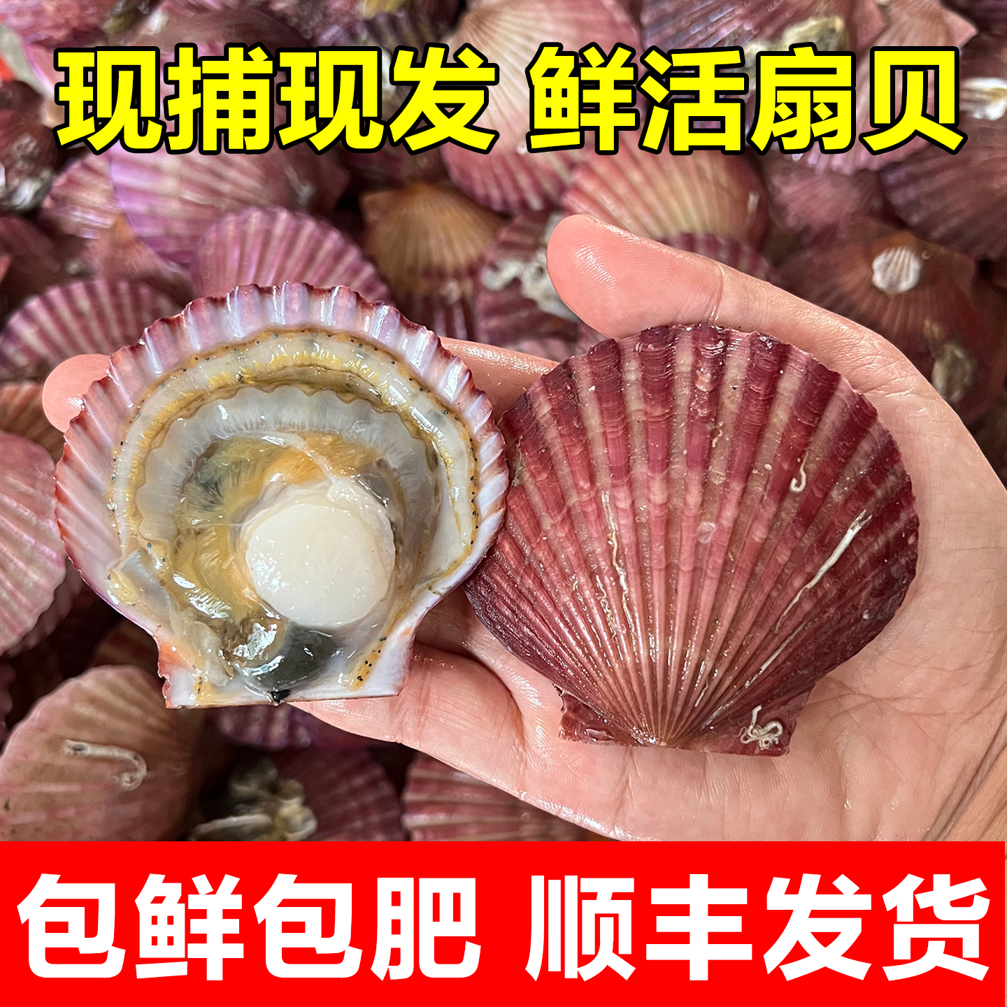 鲜活扇贝现捕现发包鲜包肥