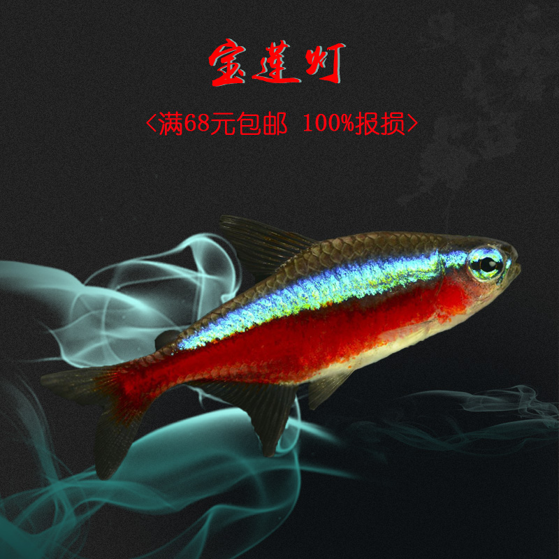 Brazil Lotus Lantern Shoal of fish Planted tank Tropical Fish Ornamental fish living thing videoin the Pet/Pet food and supplies , Aqua World , Fish  category - from Buy2taobao.com to provide professional Taobao agent buy service