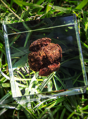 立方体摆件男朋友创意植物标本