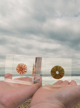 海胆标本收藏格格物朋友礼物