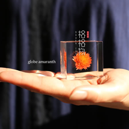 正品solacube节日风毕业礼标本