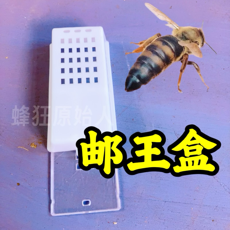蜂具养蜂工具蜂王邮寄王笼塑料蜂皇保护王笼王龙透明可视不配海绵