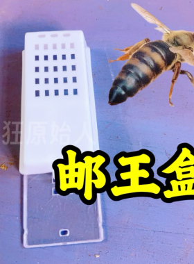 蜂具养蜂工具蜂王邮寄王笼塑料蜂皇保护王笼王龙透明可视不配海绵