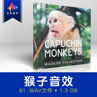 野生猴子卷尾猴叫声音效 Pro Sound Effects Capuchin Monkey