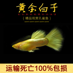 水族宠物孔雀鱼活体黄金白子凤尾鱼纯种热带观赏淡水自家草缸群游