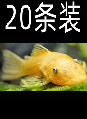 水族宠物清道夫活体黄金胡子大帆