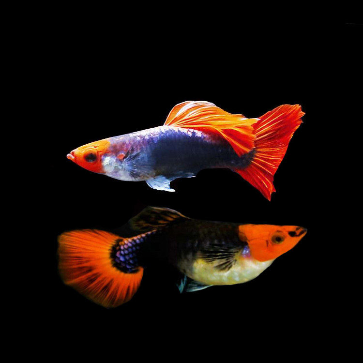 水族孔雀鱼活体深海蓝贵族凤尾鱼红运热带淡水观赏鱼宠物草缸群游