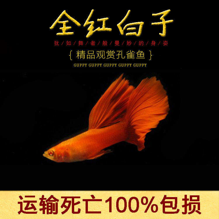 全红孔雀鱼活体观赏热带淡水鱼孕母群游血红白子凤尾鱼大红袍草缸