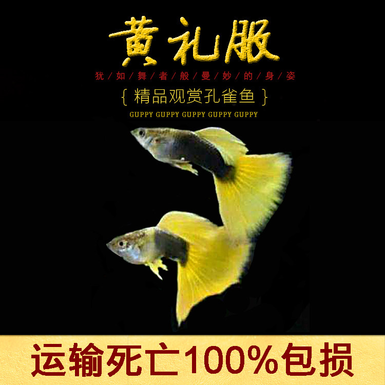 水族孔雀鱼活体黄礼服凤尾热带观赏鱼淡水计程车德系缎带纯种孕母