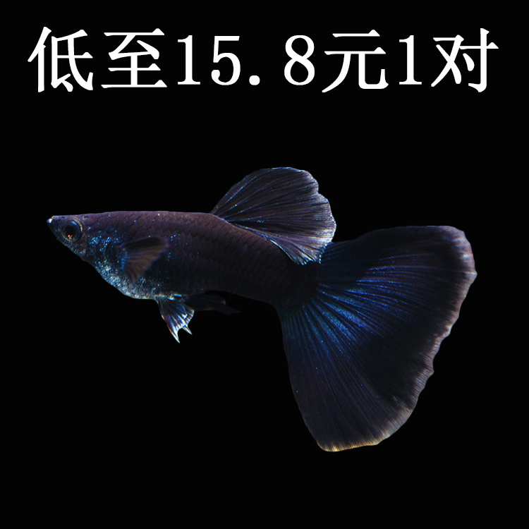 水族孔雀鱼苗活木炭黑纯系凤尾鱼草缸群游观赏鱼热带淡水宠物包损-封面