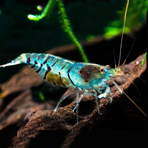 自家繁殖大河虎纹冷水黑壳观赏虾