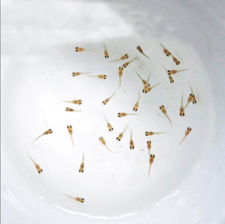 水族孔雀鱼活迷你鹦鹉小鱼幼鱼热带观赏鱼苗凤尾鱼仔群游路损包赔