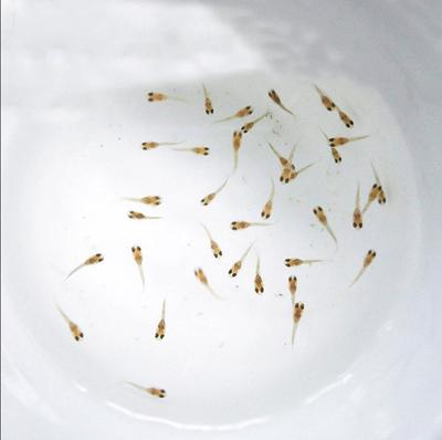 水族孔雀鱼活物迷你鹦鹉小鱼幼鱼