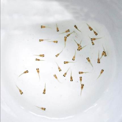 水族孔雀鱼活迷你鹦鹉小鱼幼鱼热带观赏鱼苗凤尾鱼仔群游路损包赔