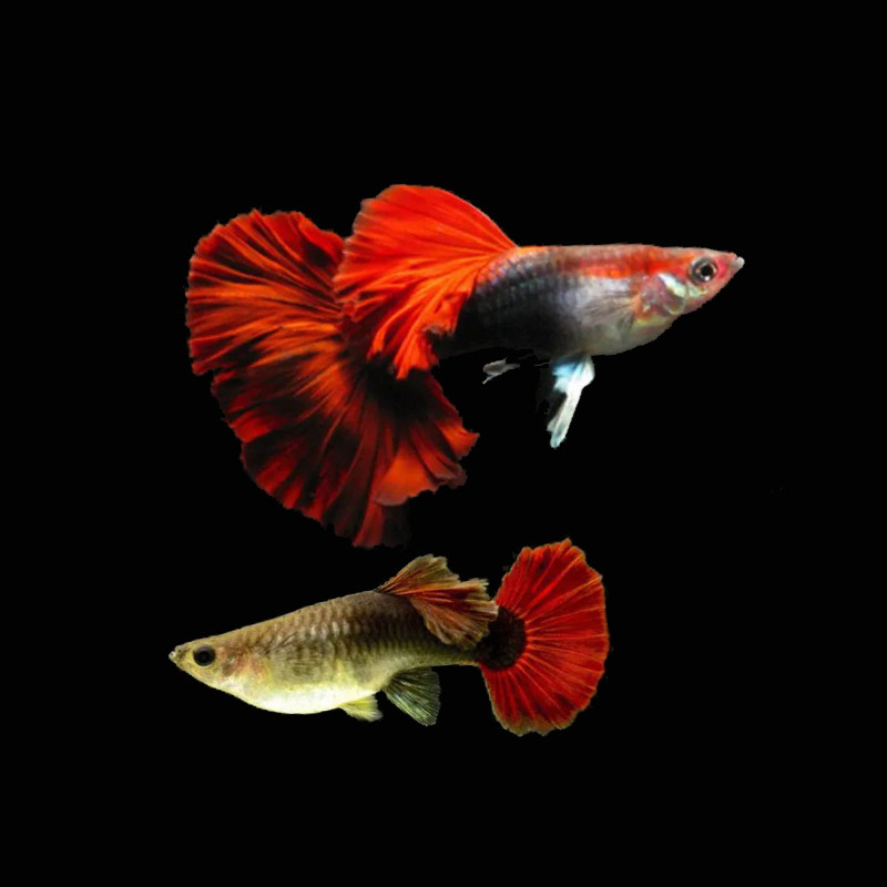 水族孔雀鱼活体热带观赏淡水凤尾鱼纯种大背褶扇宠物草缸群游包损