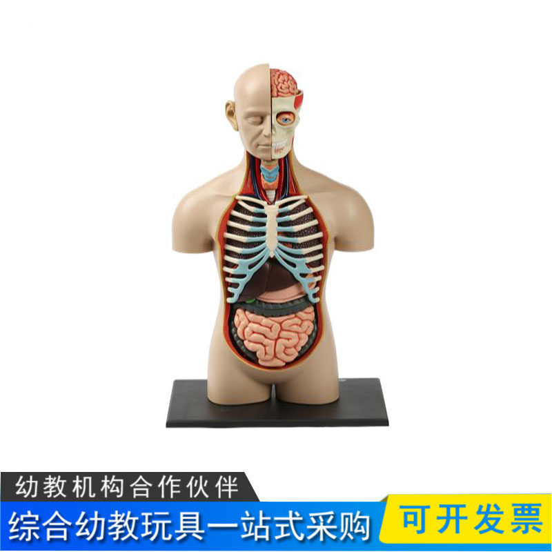 人体器官模型ARF教玩具