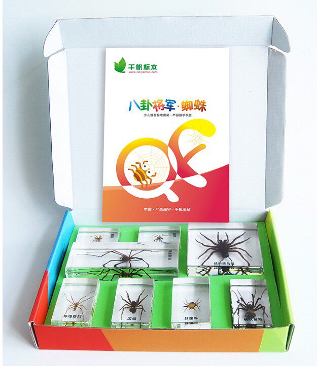 八卦将军蜘蛛幼儿早教园儿童科学实验室昆虫科普包埋标本
