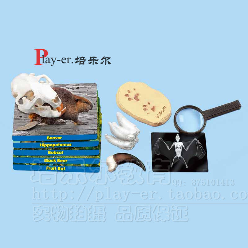 观察玩具昆虫探索动物标本