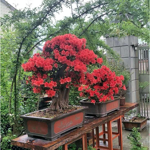 精品映山红杜鹃花树桩花卉盆景高档别墅庭院栽种植物