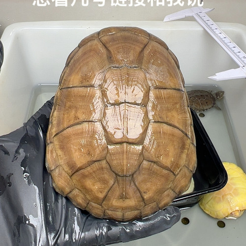 82号全品西非10.5厘米