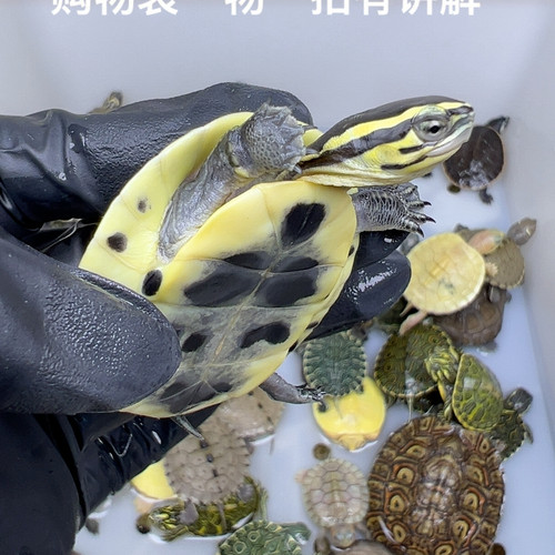 31号全品安布闭壳龟半水龟5厘米