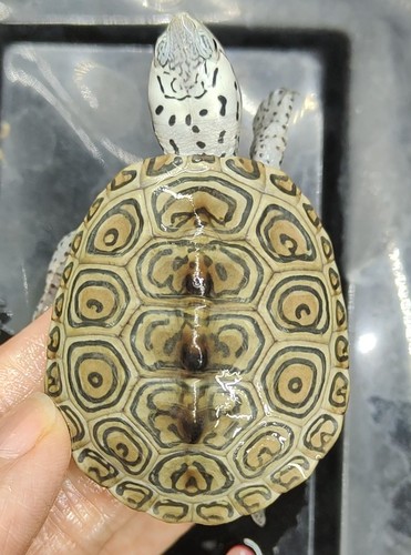 黄壳豹子钻纹龟皇冠白皮精品大花钻中花钻小花钻纹龟3厘米包邮