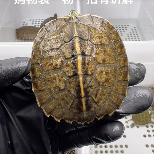 52号全品庙半水龟6厘米