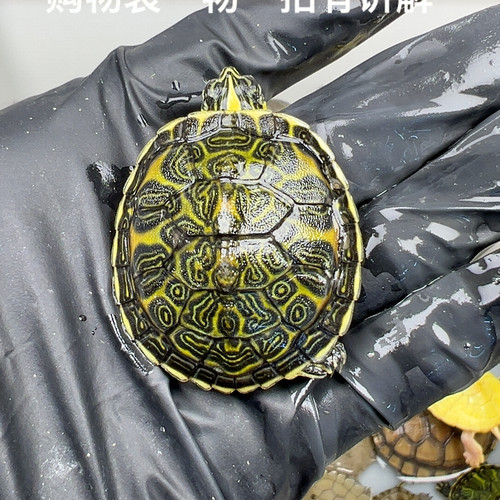 88号全品火焰3.6厘米