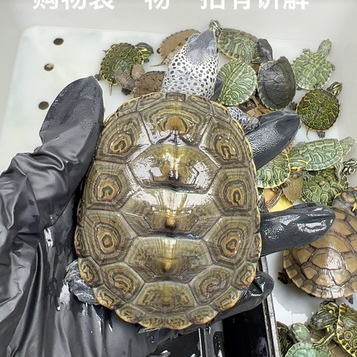 16号精品钻纹小花钻7.3厘米
