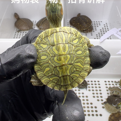 74号全品格兰德彩龟3.5厘米