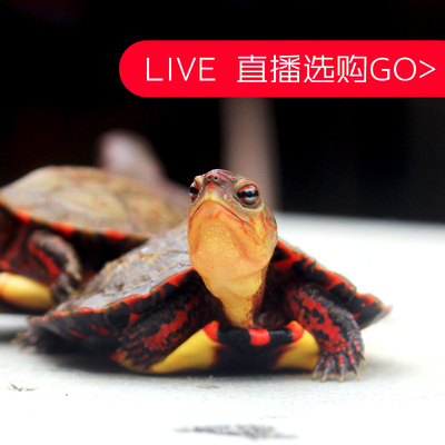洪都拉斯木纹宠物龟稀有网红小乌龟陆地龟活体蛋龟半水油彩龟苗