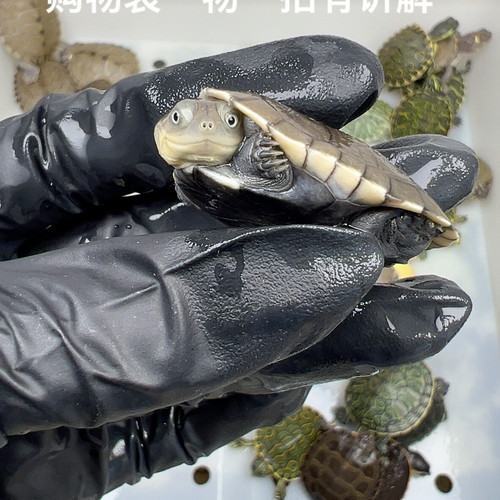 36号全品沼泽侧颈龟3.5厘米