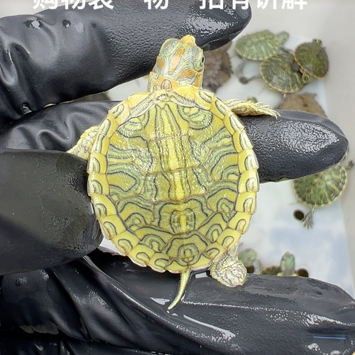 19号全品彩巴蜡笔苗3厘米